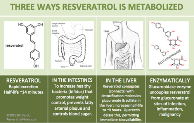 Three Ways Resveratrol is Metabolized