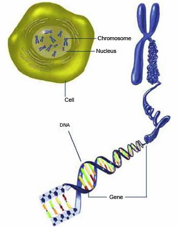 Cell and DNA structure