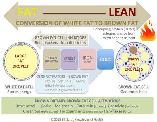 Conversion of white fat to brown fat