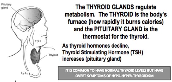 Thyroid Hormone Basics