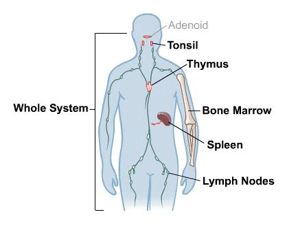 Body: immune system