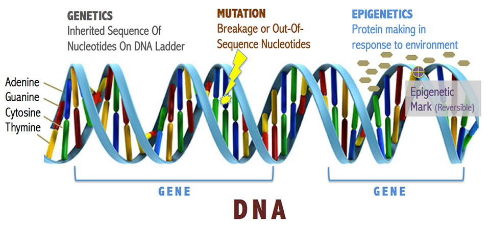DNA: genetics vs mutation vs epigenetics vs 