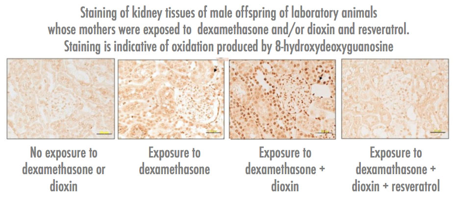 Comparison: staining in kidney tissues