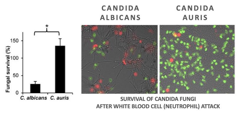 Survival of candida fungi: candida albicans vs auris