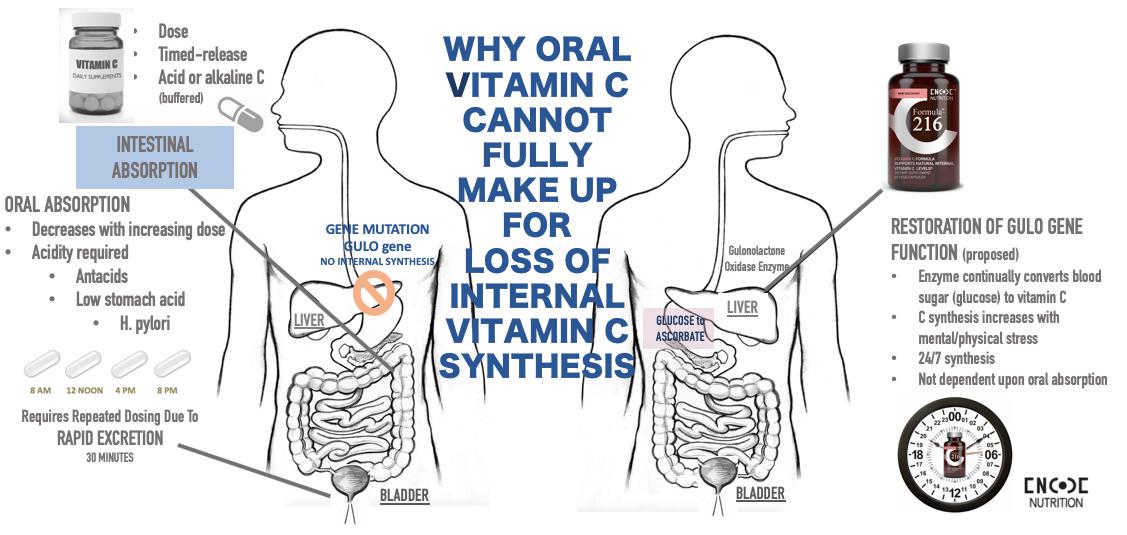 Why Oral Vitamin C can't make up for loss of internal Vitamin C synthesis