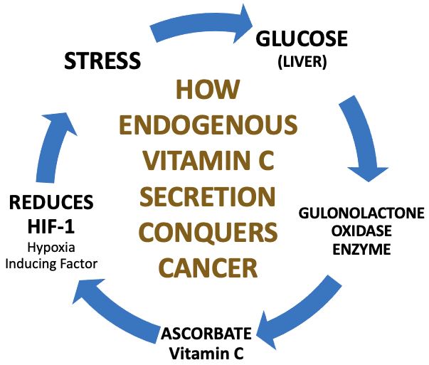 Cycle: Vitamin C secretion - cancer