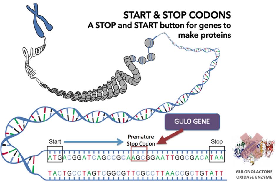 DNA - Gulo Gene