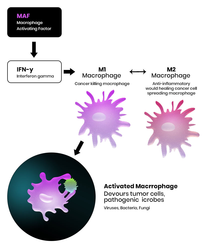 Chart: Macrophage Activation