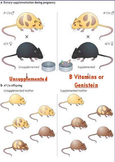 Mice during pregnancy