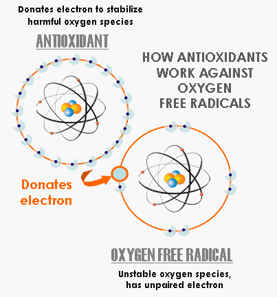 anti-axidants vs free radicals