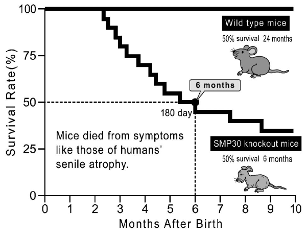comparison: mouse survival