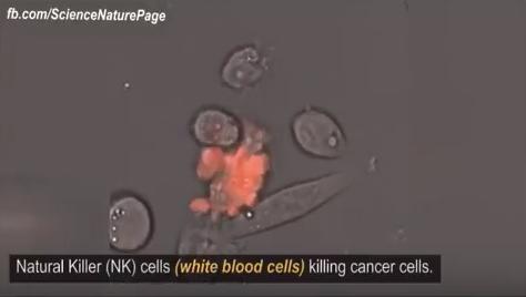 Natural Killer Cells killing cancer cells
