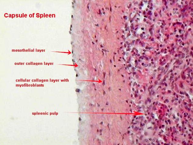 Capsule of Spleen