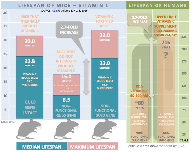 Chart: Lifepsan of Mice vs Humans - Vitamin C