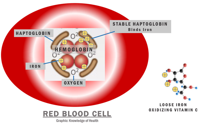 Red Blood Cell